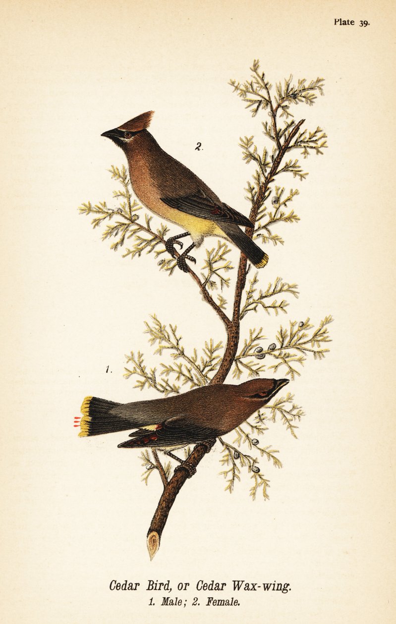 Cedar Waxwing, Male and Female by John James (after) Audubon