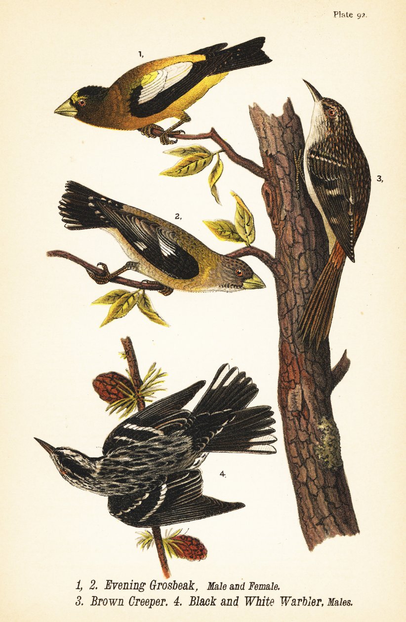 Evening grosbeak, Coccothraustes vespertinus, brown creeper, Certhia americana, and black and white warbler, Mniotilta varia by John James (after) Audubon