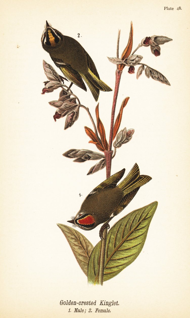 Golden-crowned Kinglet by John James (after) Audubon