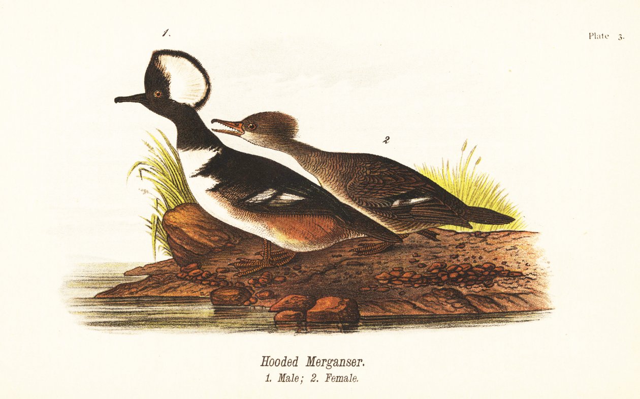 Hooded Merganser, Male and Female by John James (after) Audubon