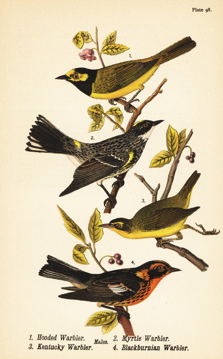 Hooded warbler, Setophaga citrina, yellow-rumped warbler, Setophaga coronata, Kentucky warbler, Geothlypis formosa and Blackburnian warbler, Setophaga fusca by John James (after) Audubon