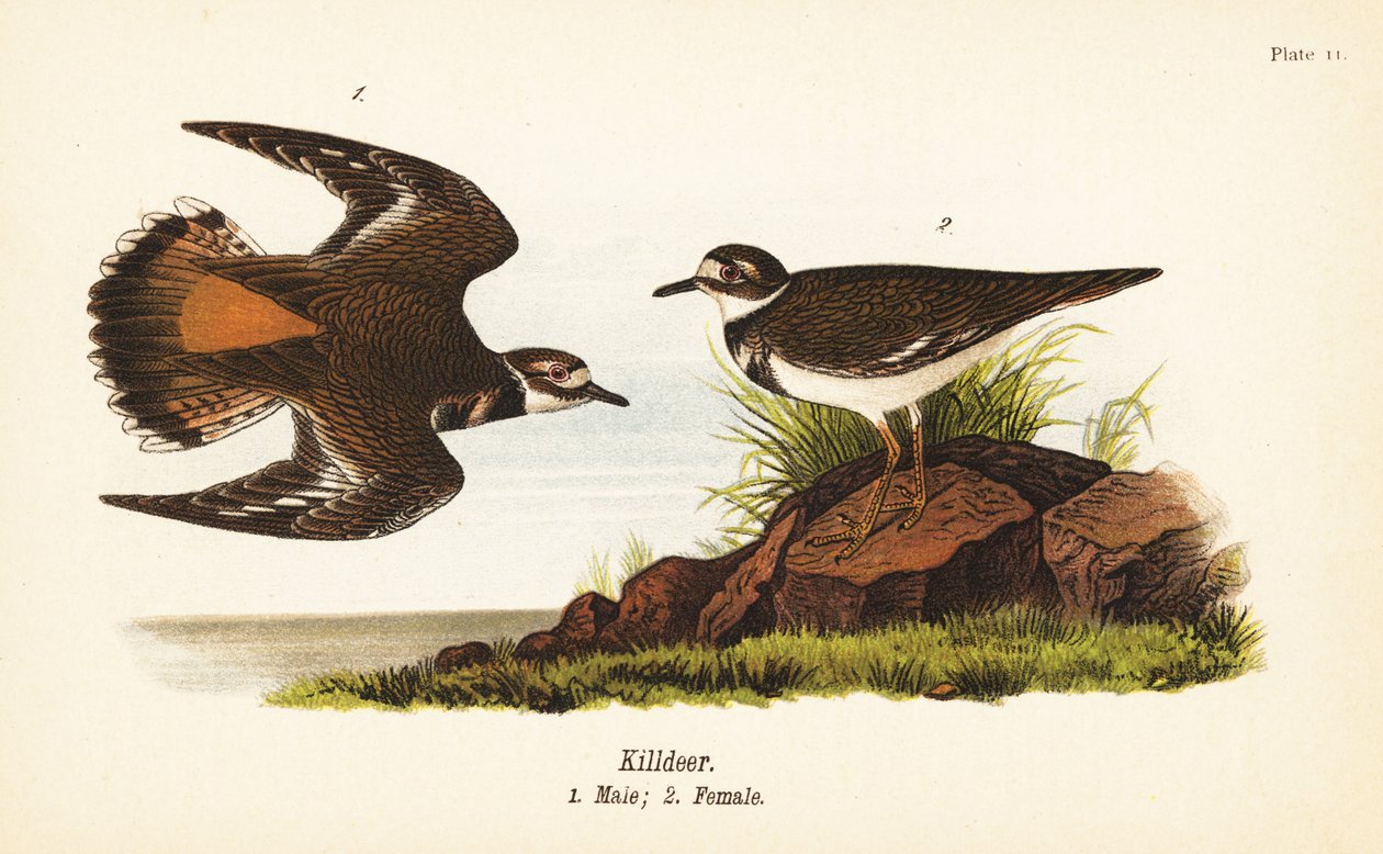 Killdeer, Male and Female by John James (after) Audubon