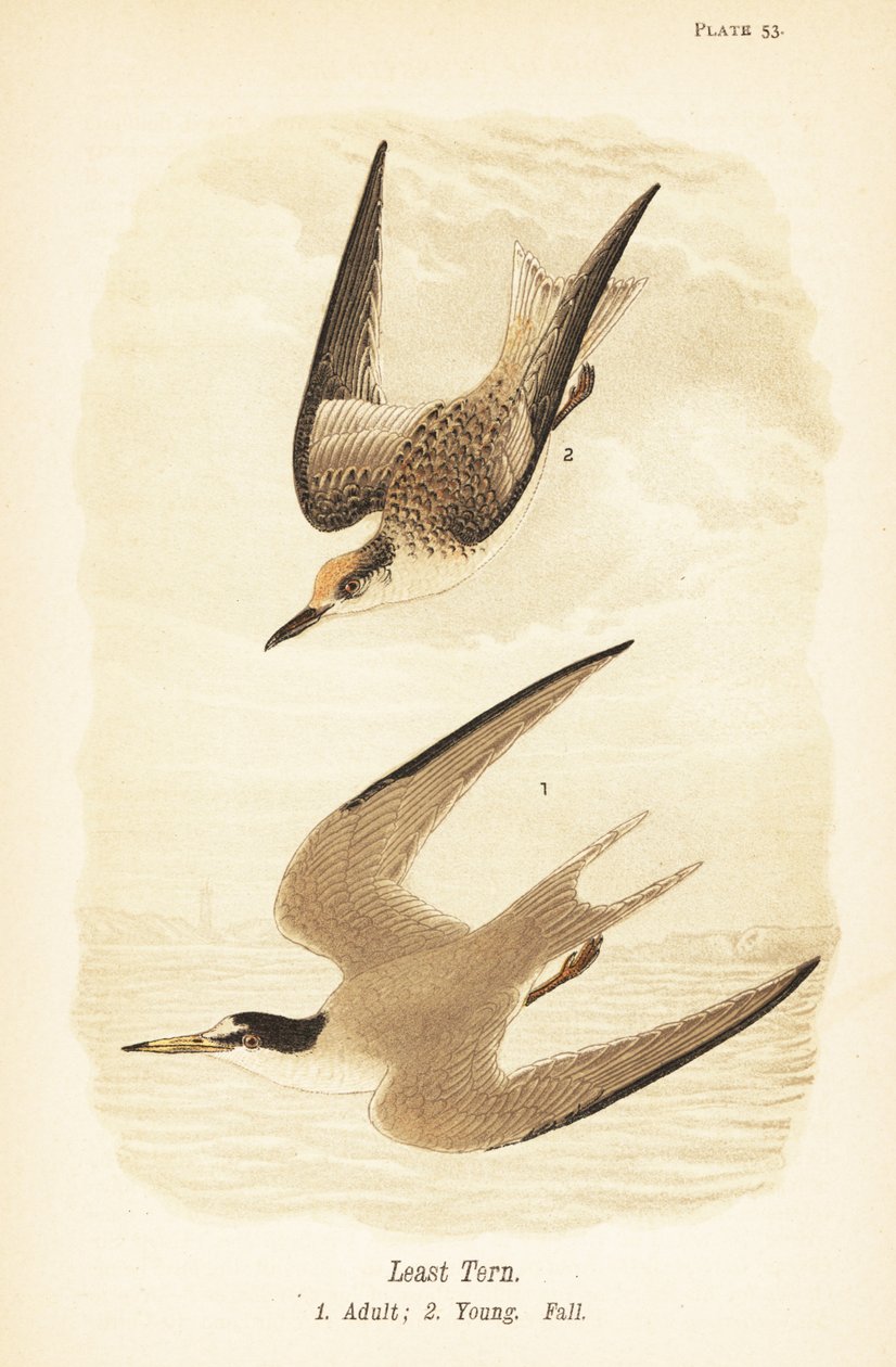 Least Tern, Adult and Young by John James (after) Audubon