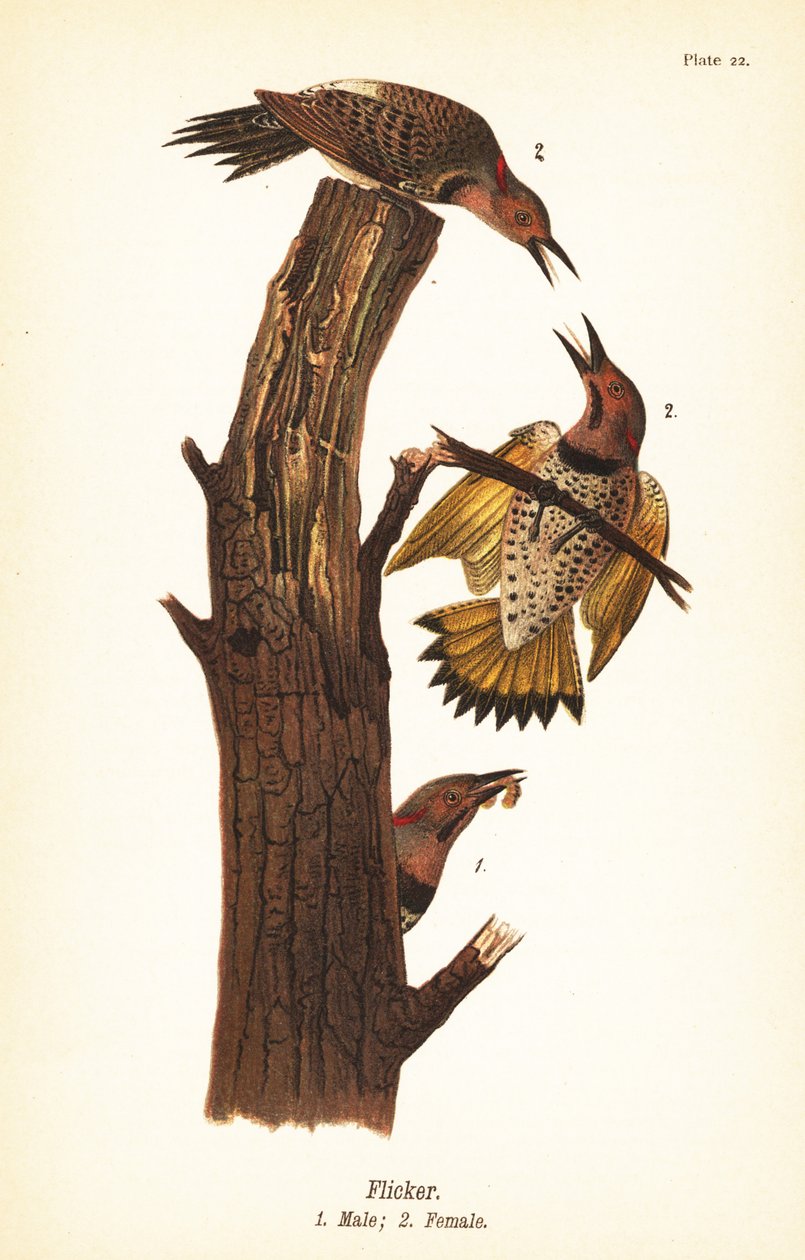 Northern Flicker by John James (after) Audubon