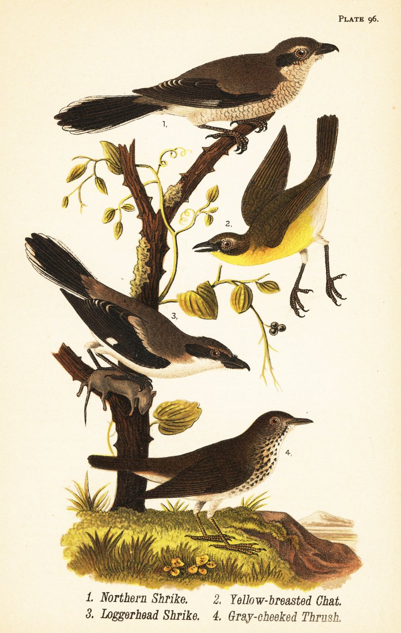 Northern shrike, Lanius borealis, yellow-breasted chat, Icteria virens, loggerhead shrike, Lanius ludovicianus by John James (after) Audubon