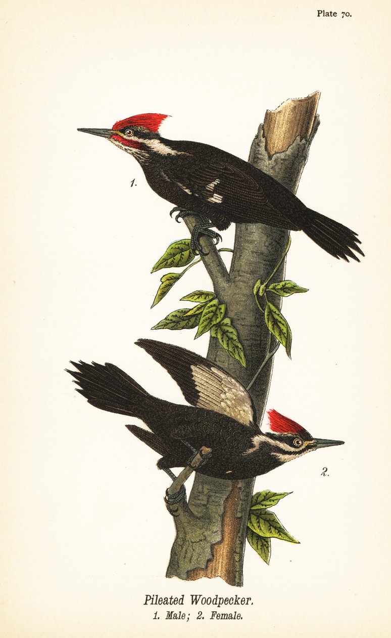 Pileated Woodpecker by John James (after) Audubon