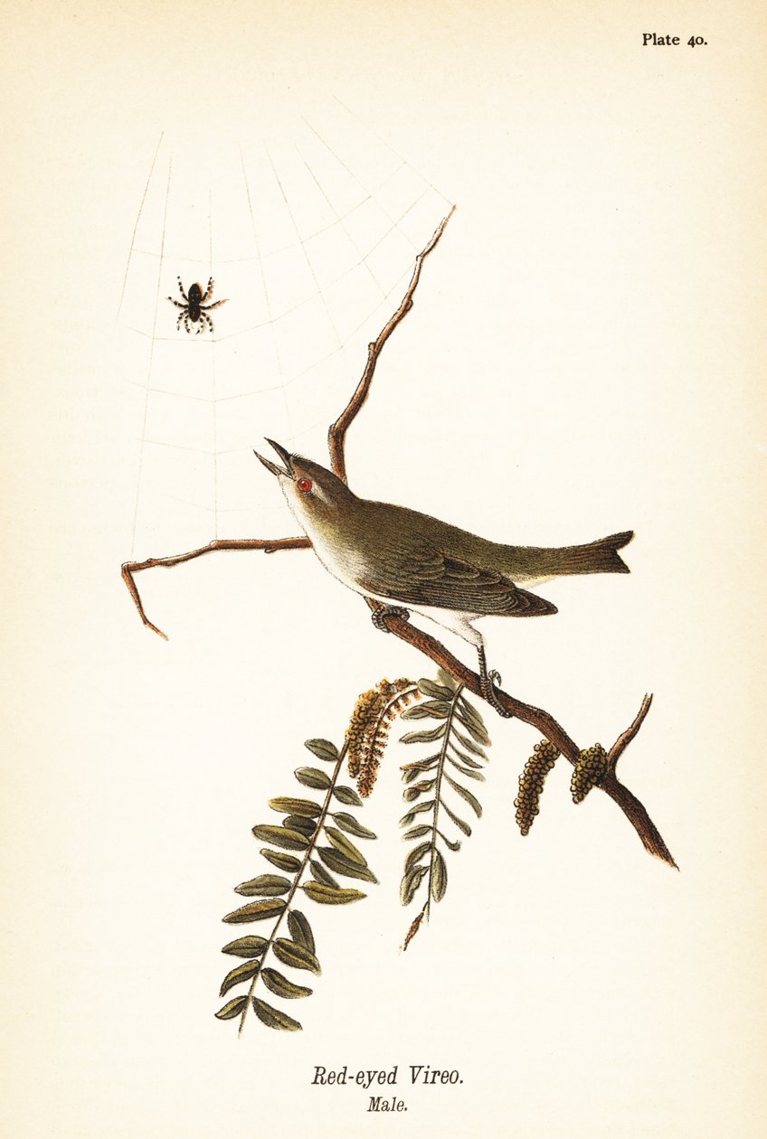 Red-eyed vireo, Vireo olivaceus, male by John James (after) Audubon