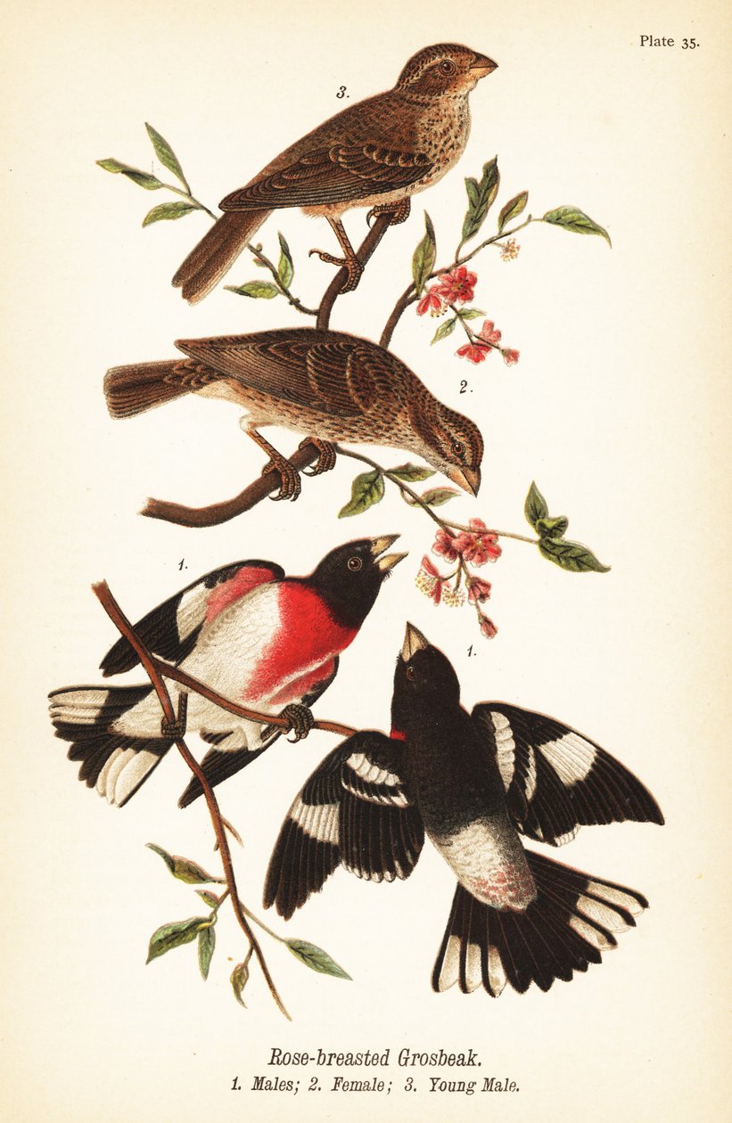 Rose-breasted Grosbeak by John James (after) Audubon