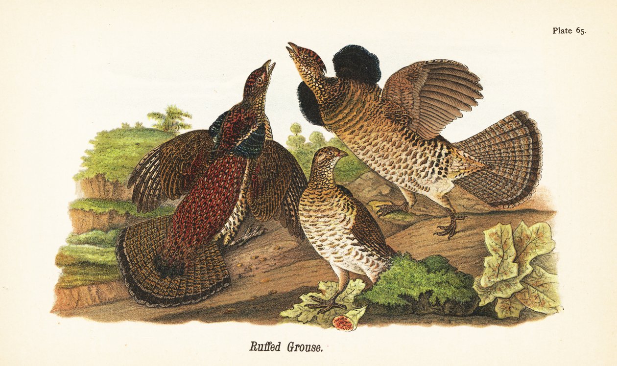 Ruffed grouse, Bonasa umbellus by John James (after) Audubon