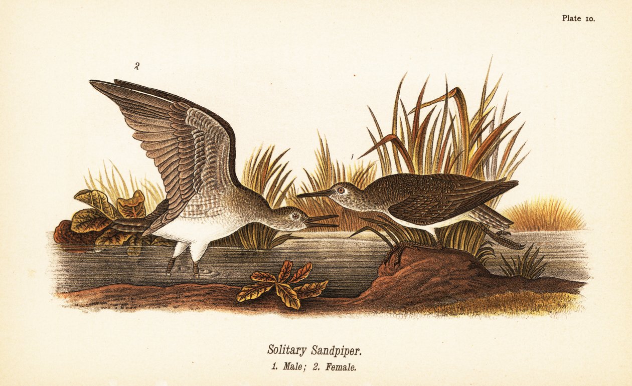 Solitary Sandpiper, Male and Female by John James (after) Audubon