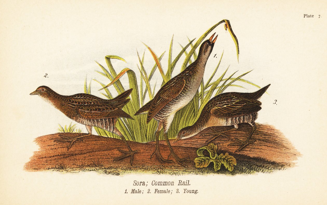 Sora or Common Rail, Male, Female, and Young by John James (after) Audubon