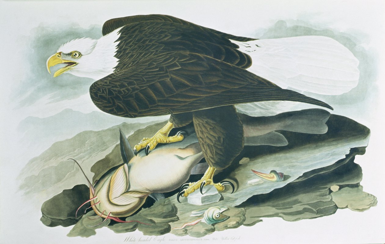 The Bald-Headed Eagle from Birds of America by John James (after) Audubon