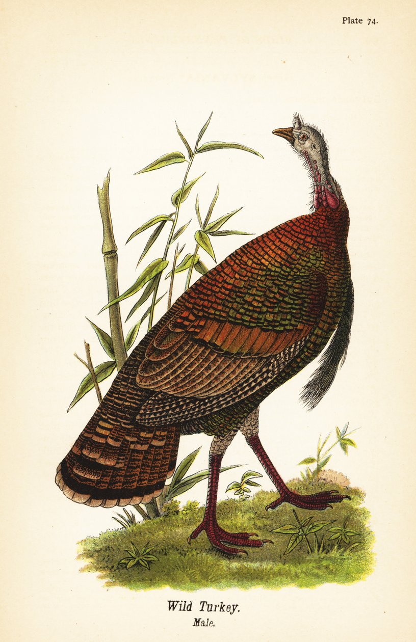 Wild turkey, Meleagris gallopavo, male by John James (after) Audubon