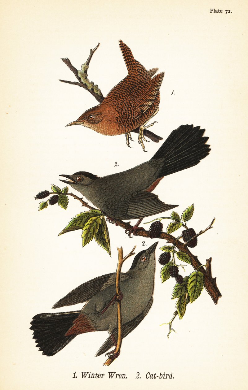 Winter wren, Troglodytes hiemalis 1, and gray catbird, Dumetella carolinensis cat-bird 2 by John James (after) Audubon