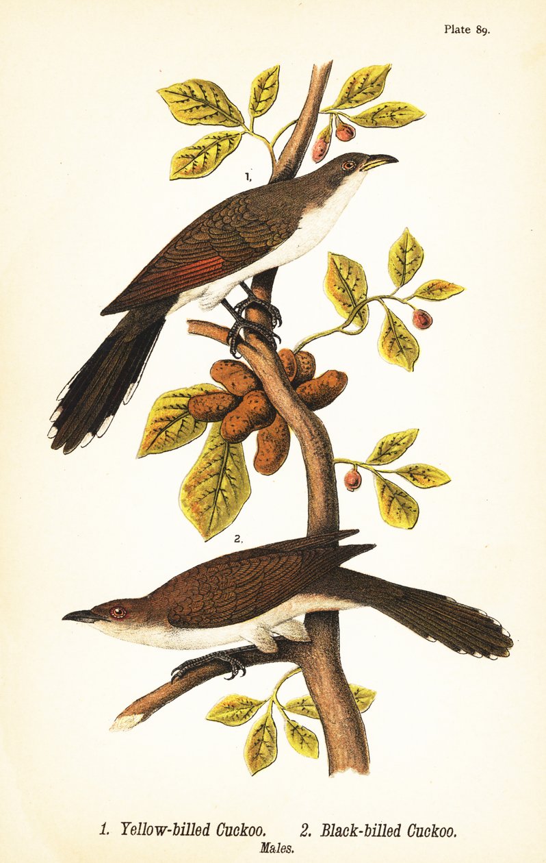 Yellow-billed cuckoo, Coccyzus americanus, and black-billed cuckoo, Coccyzus erythropthalmus, males by John James (after) Audubon