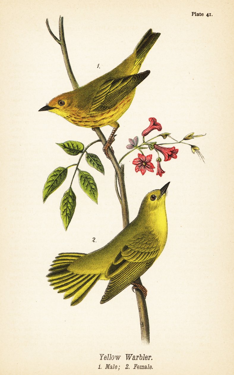 Yellow Warbler by John James (after) Audubon