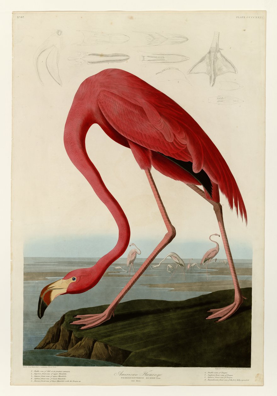 American Flamingo by John James Audubon