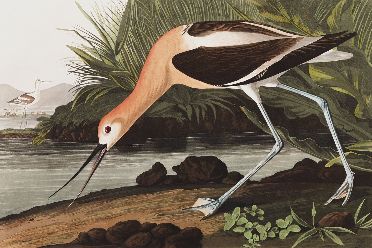 American Avocet, Recurvirostra Americana, from 