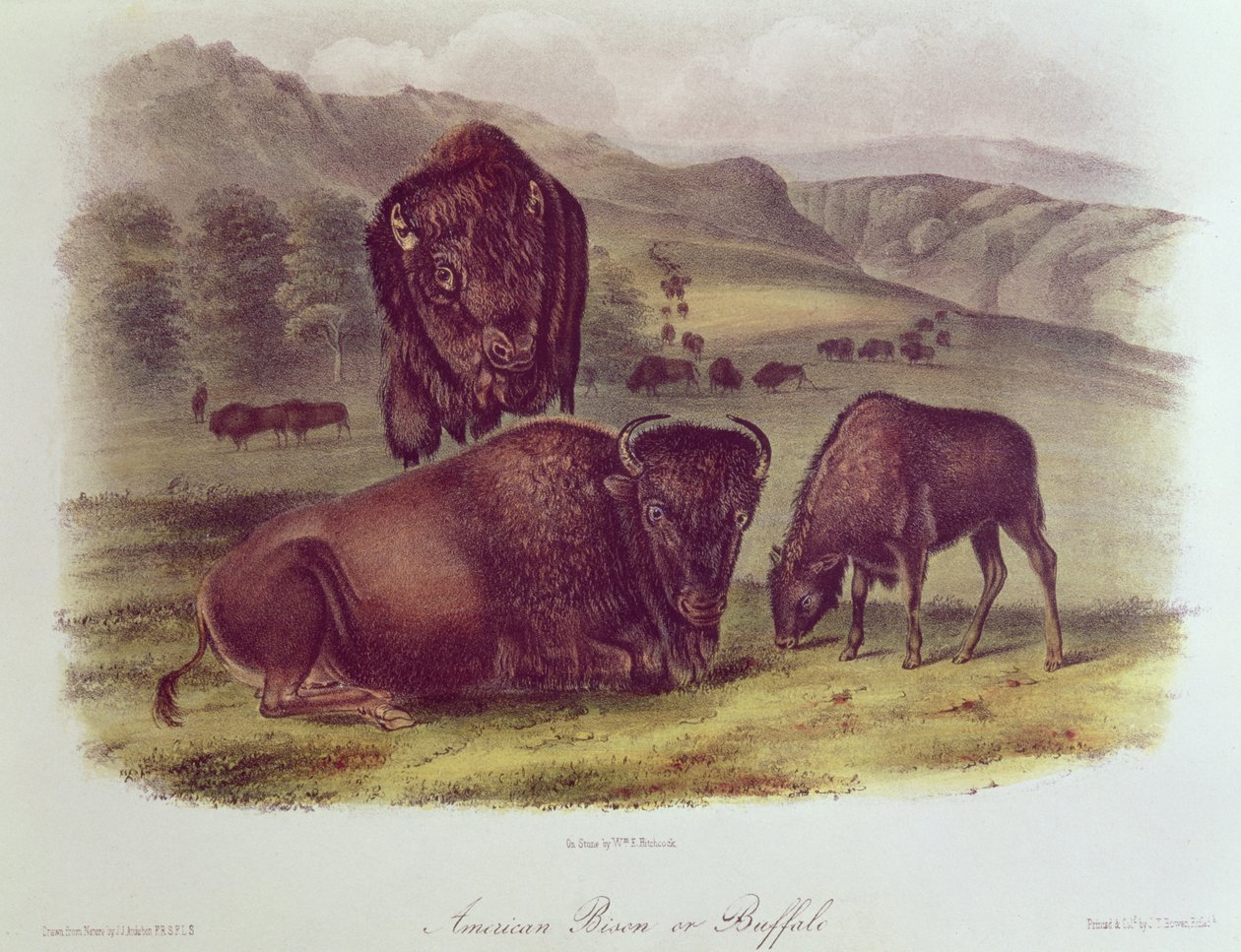 American Bison or Buffalo, from 