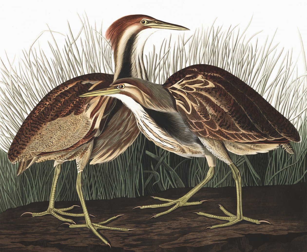 American Bittern, Botaurus Lentiginosus, from 