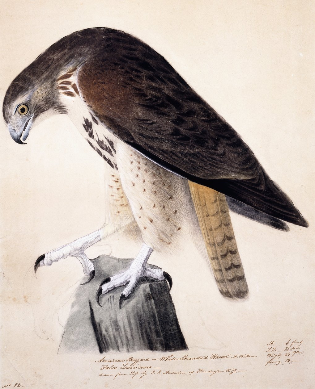 American Buzzard or White Breasted Hawk by John James Audubon