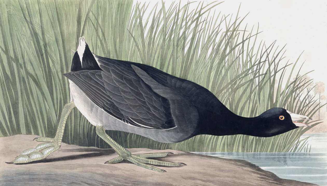 American Coot, Fulica Americana, from 