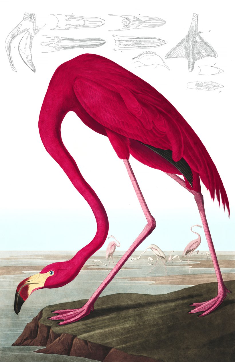 American Flamingo, Phoenicopterus Ruber, from 