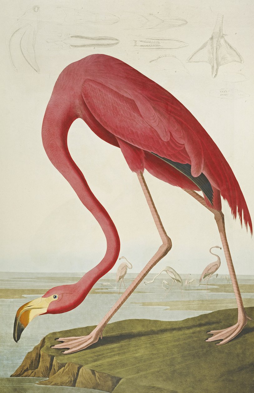 American Flamingo, from "The Birds of America" by John James Audubon