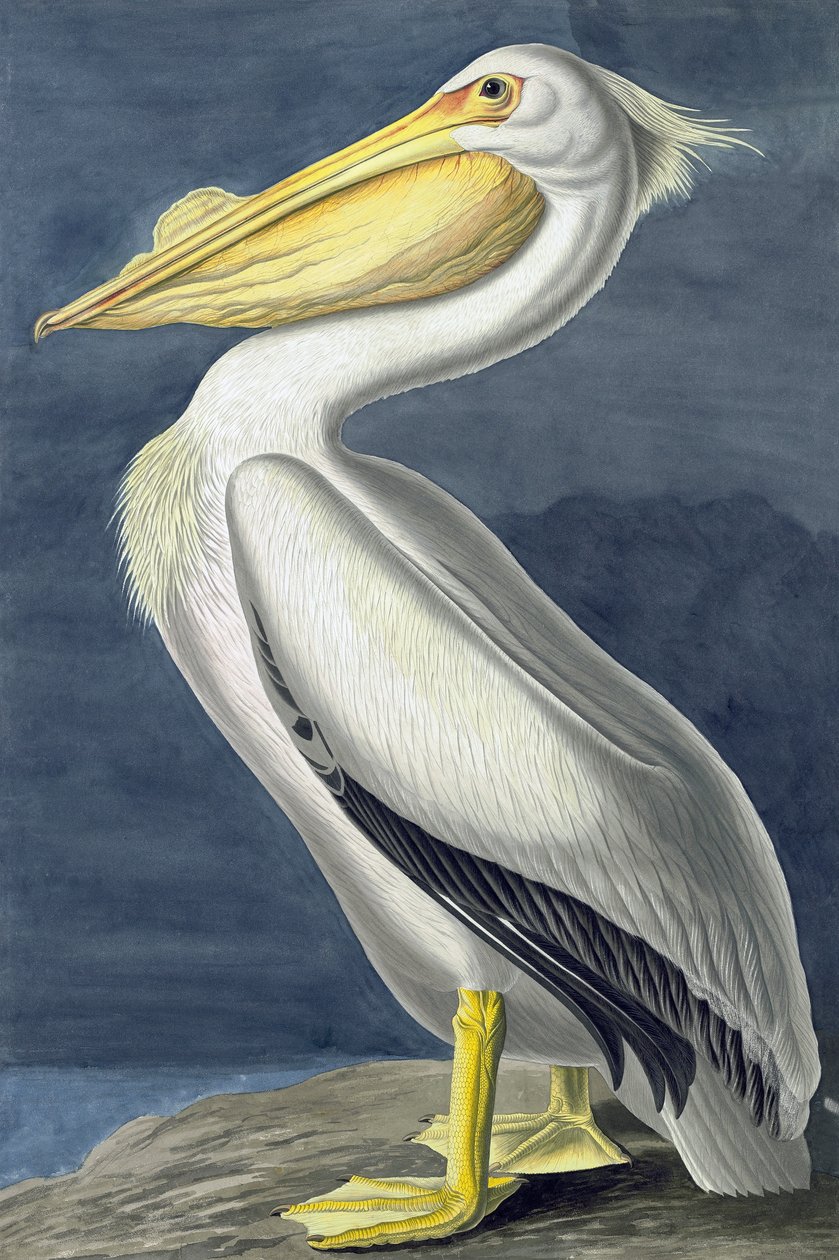 American White Pelican, Pelecanus Erythrorhynchos, from 