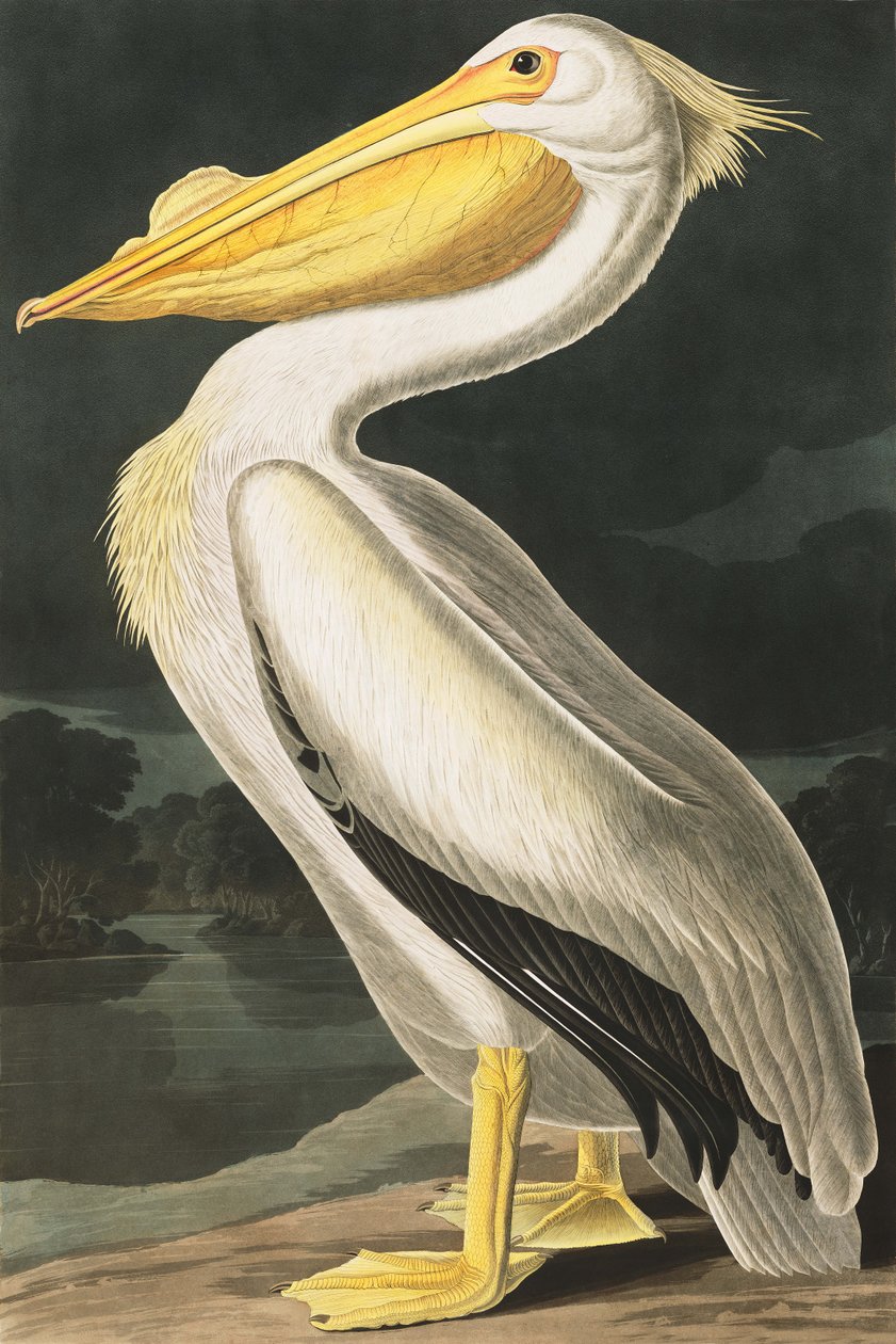 American White Pelican, Pelecanus Erythrorhynchos, from 