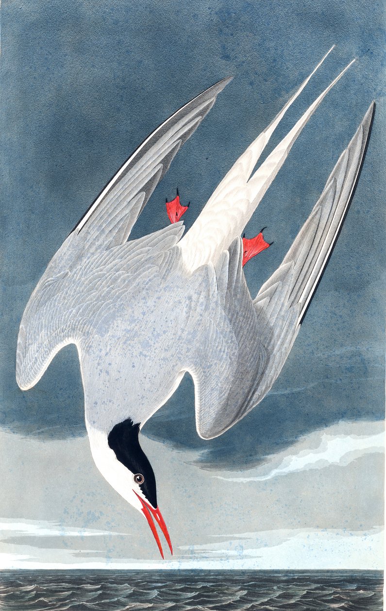 Arctic Tern, Sterna Paradisaea, from 