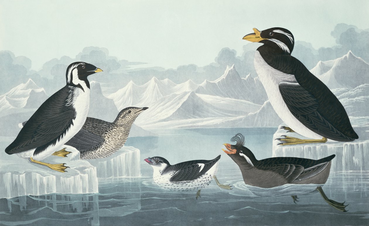 Black-Throated Guillemot, Nobbed-Billed Auk, Curled-Crested Auk, Horn-Billed Guillemot by John James Audubon