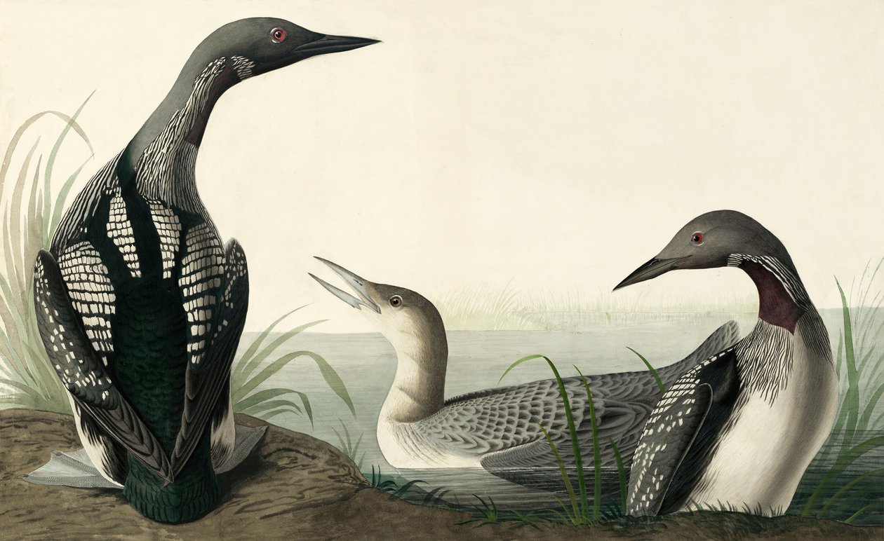 Black-throated Diver, Colymbus Arcticus, from The Birds of America by John J. Audubon, pub. 1827-38 by John James Audubon