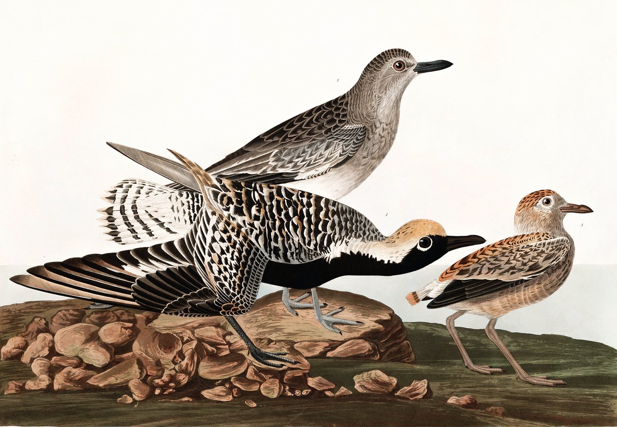 Black Bellied Plover, Charadrius Helveticus, from 