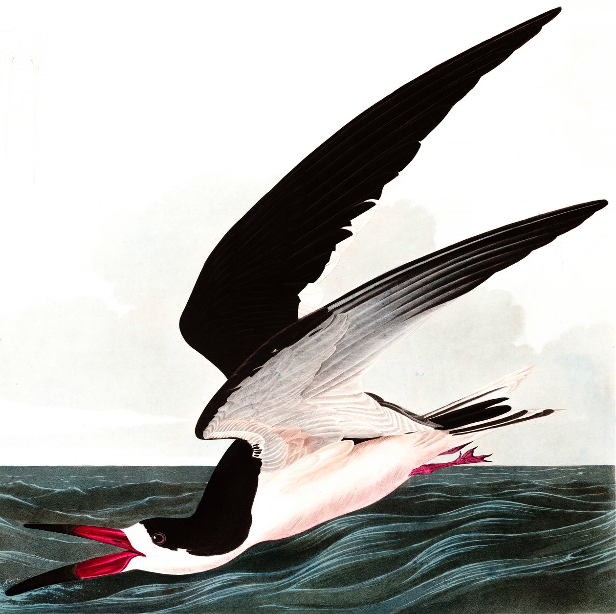 Black Skimmer or Shearwater, Rhincops Nigra, from 