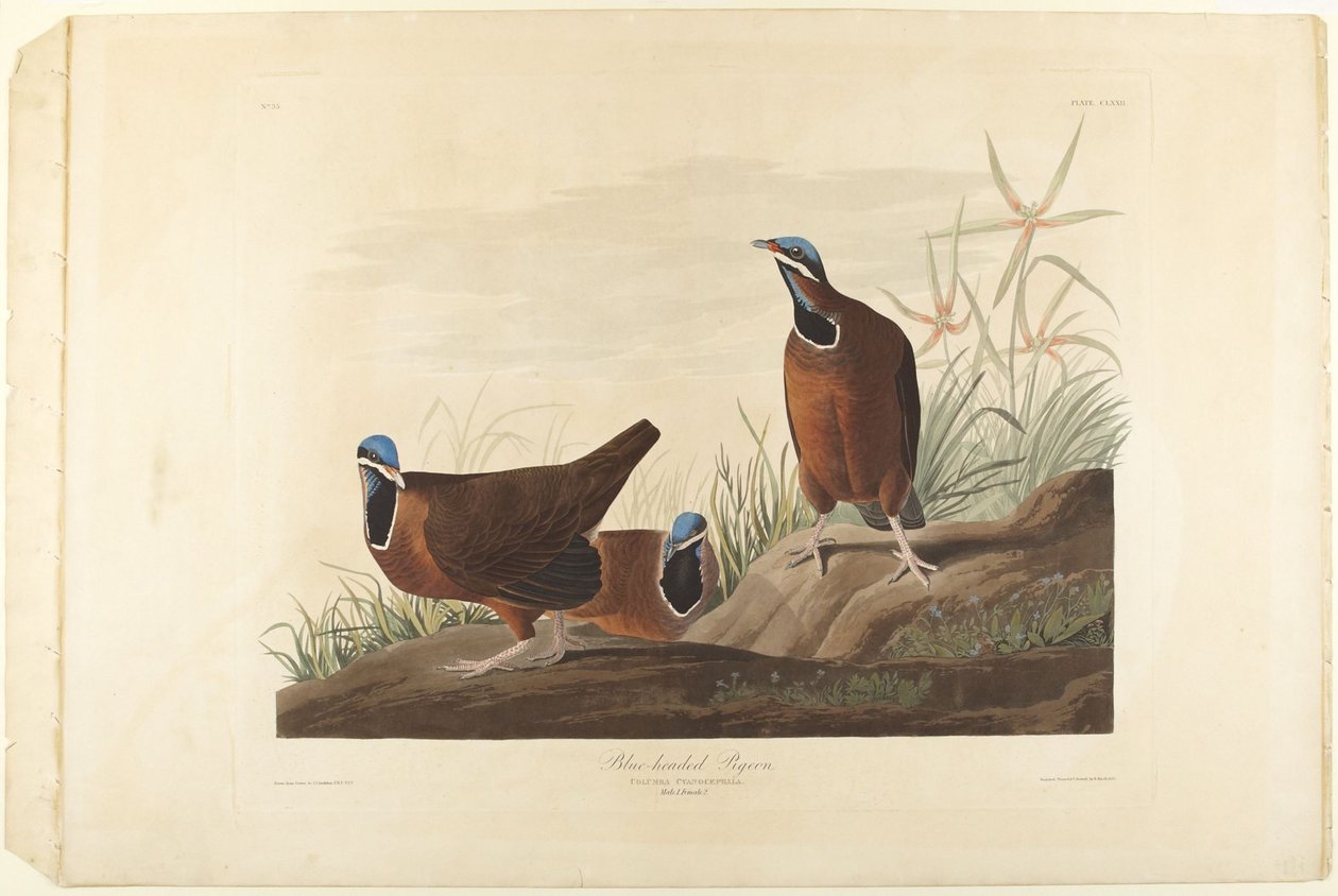 Blue-head Pigeon by John James Audubon
