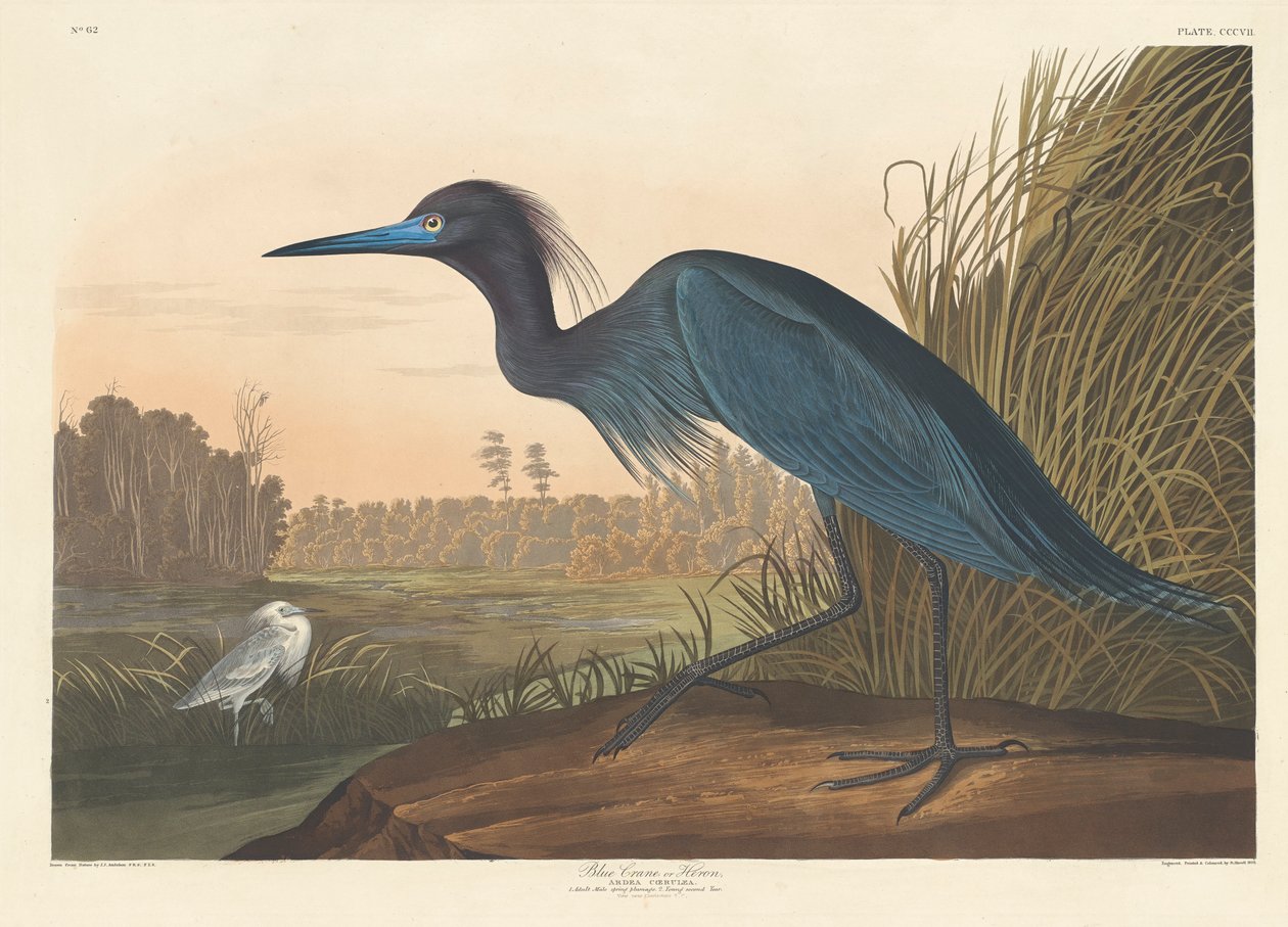 Blue Crane or Heron by John James Audubon