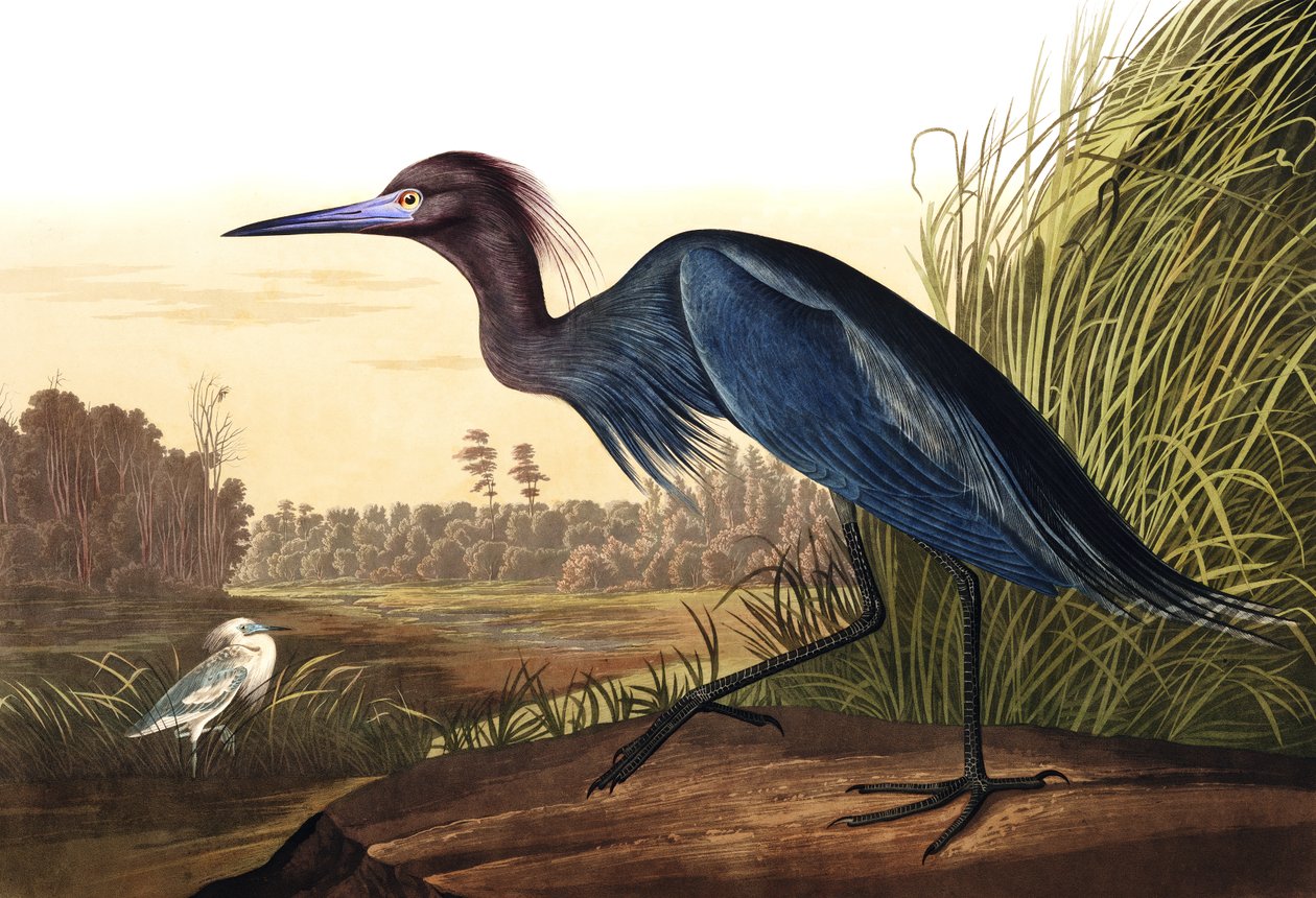 Blue Crane or Heron, Ardea Coerulea, from 