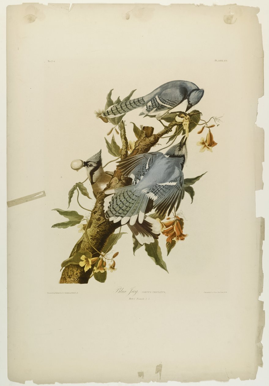 Blue Jay by John James Audubon