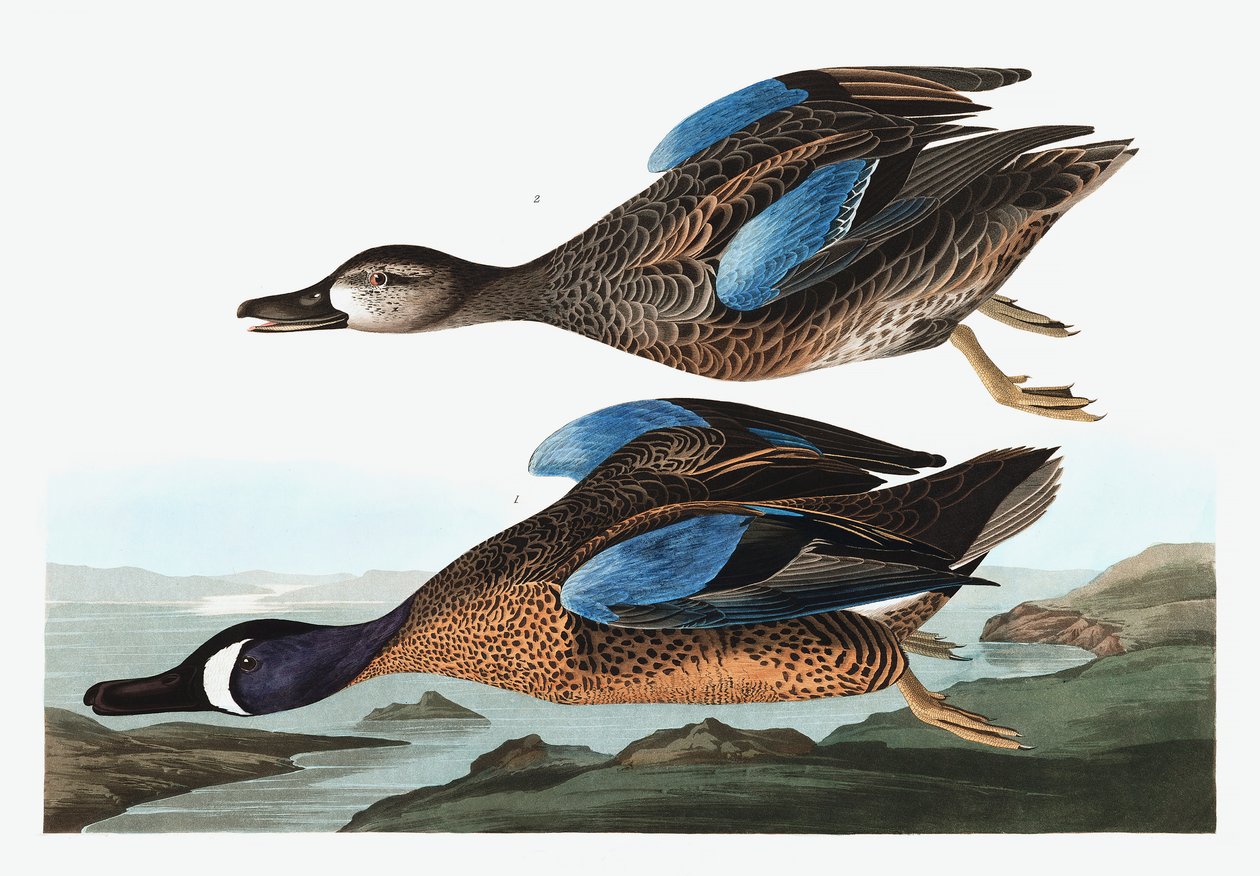 Blue Winged Teal, Anas Discors, from The Birds of America by John James Audubon