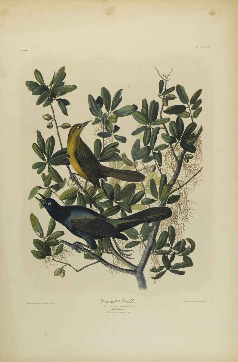 Boat-tailed Grackle by John James Audubon