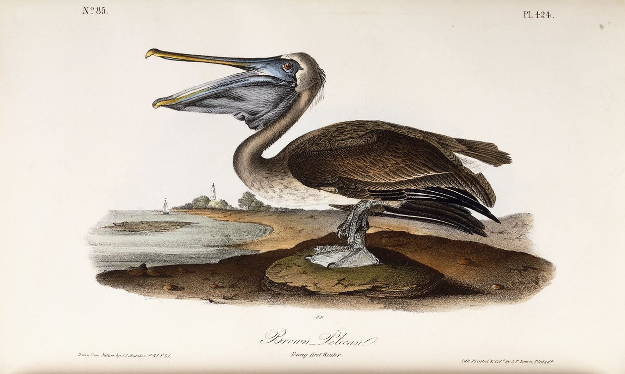 Brown Pelican by John James Audubon: Buy fine art prints