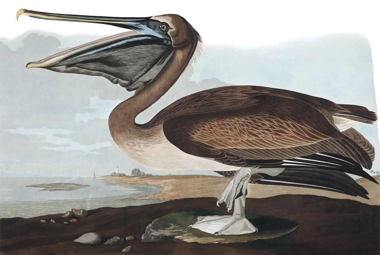 Brown Pelican, Pelecanus Fuscus, from 