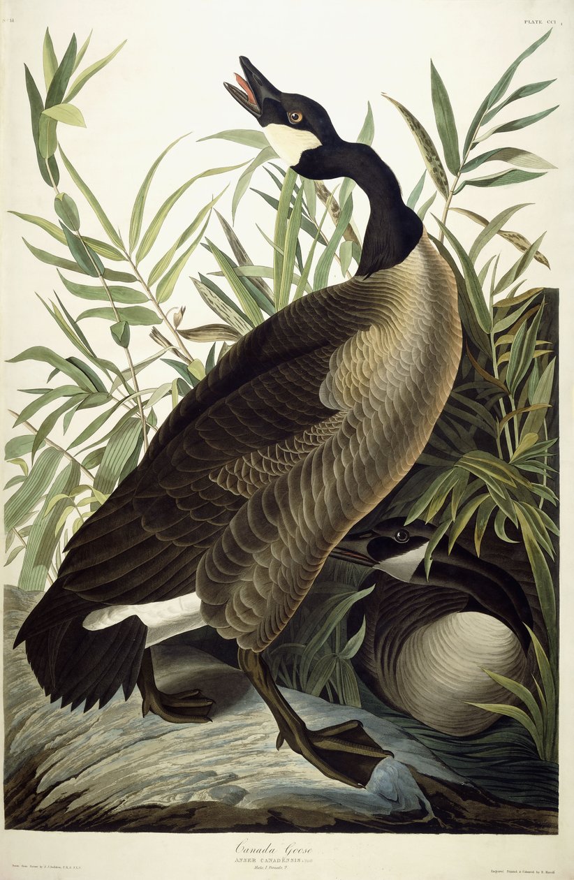 Canada Goose, c.1827-1838 by John James Audubon