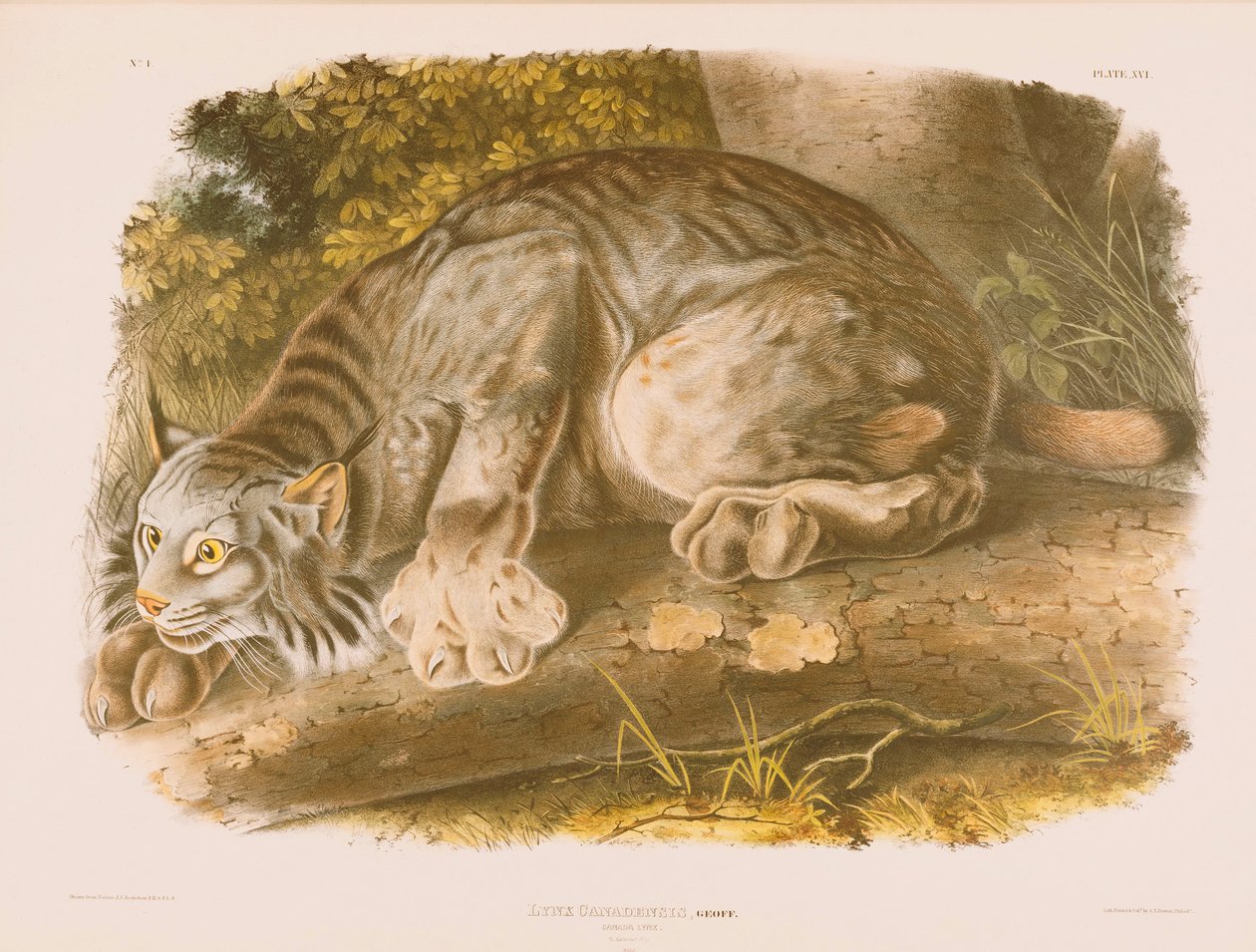Canada Lynx by John James Audubon