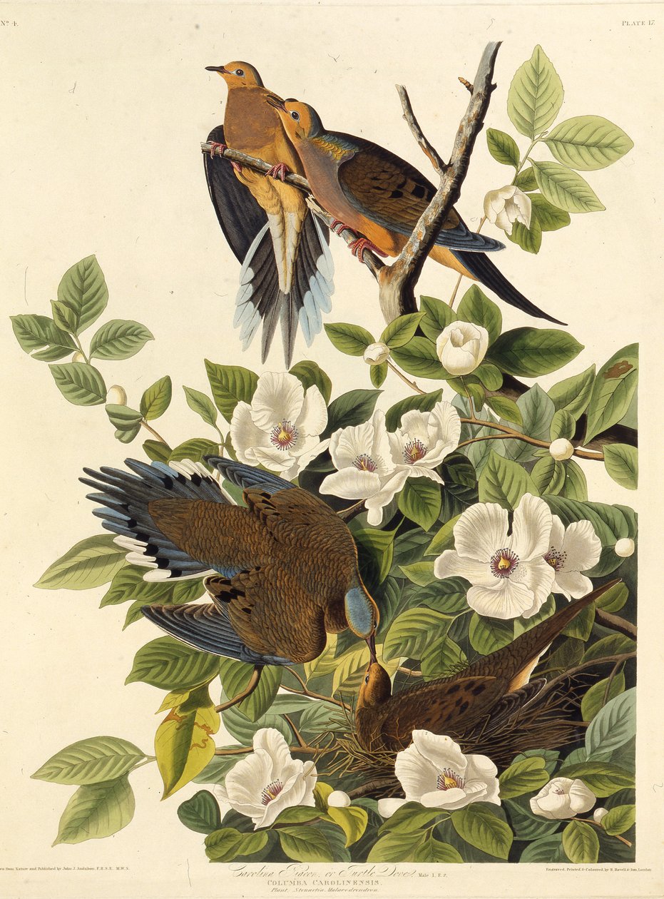 Carolina Pigeon or Carolina Turtledove. From The Birds of America by John James Audubon