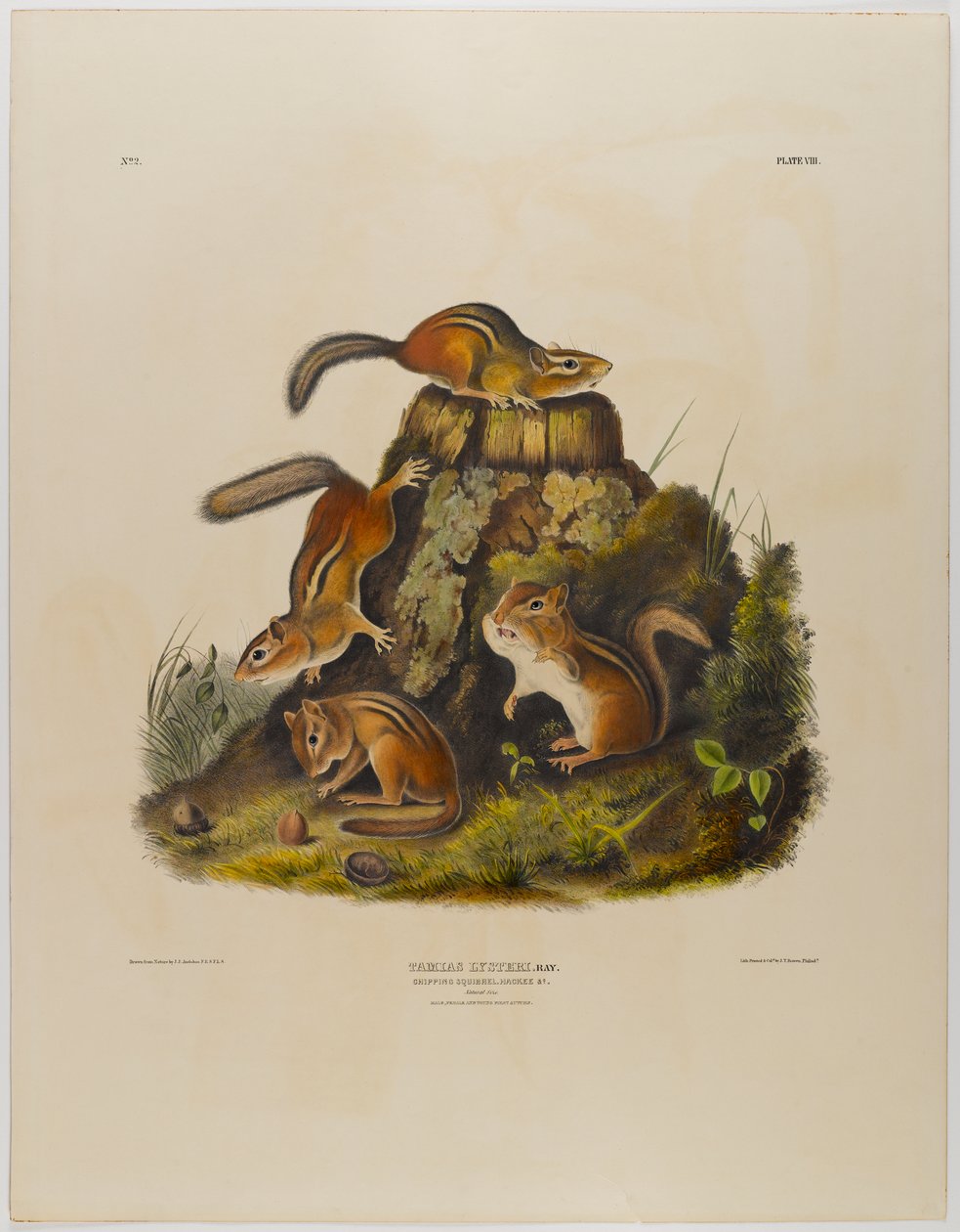Chipping Squirrel Hackee by John James Audubon