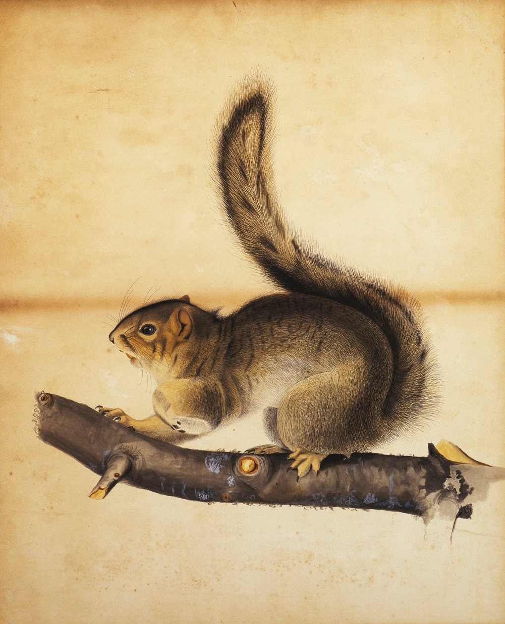 Eastern Grey Squirrel in Full Winter Coat by John James Audubon