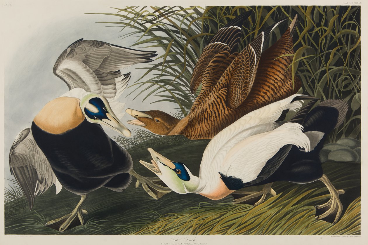 Eider Duck, 1835 by John James Audubon