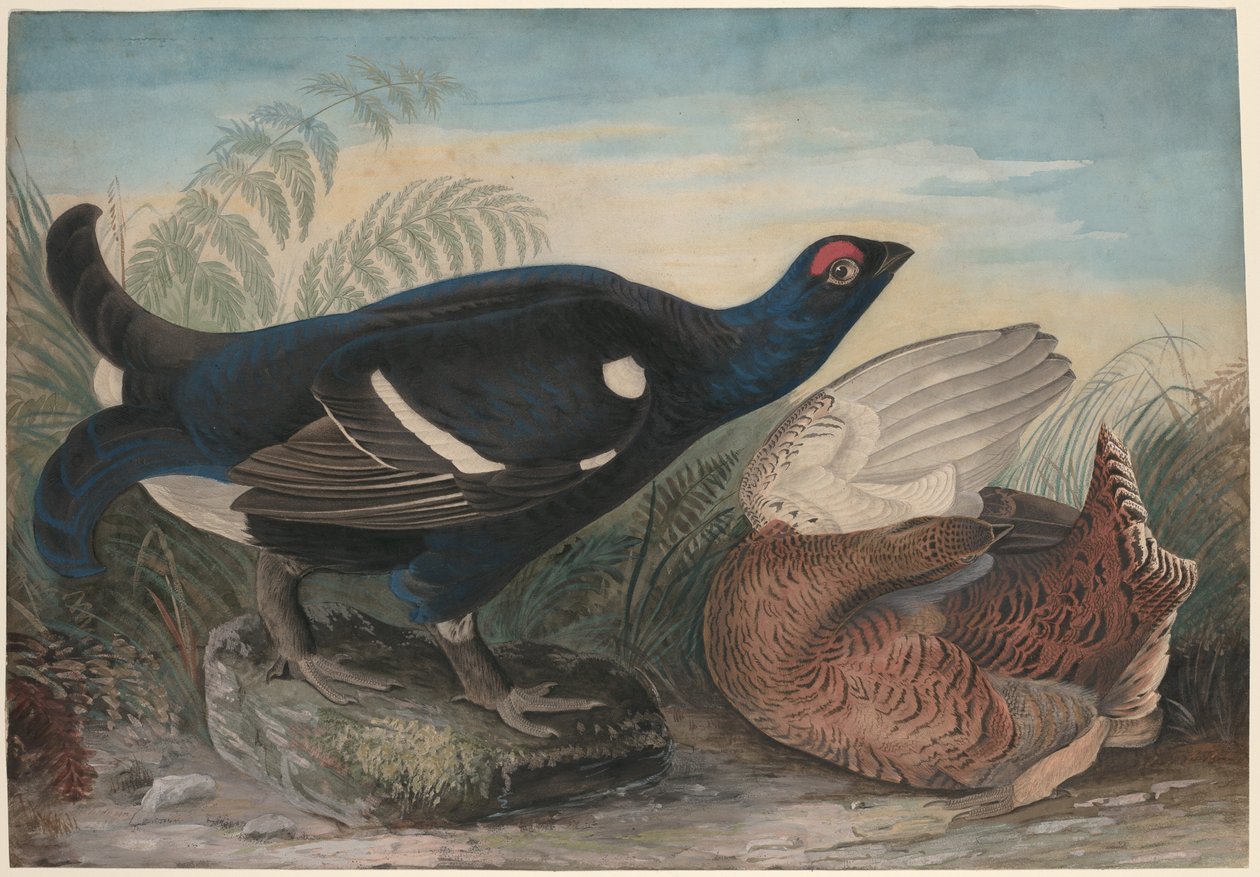 English Black Cocks by John James Audubon